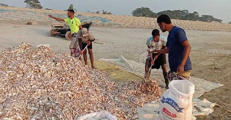 কুয়াকাটার বিষমুক্ত শুঁটকির চাহিদা বাড়ছে