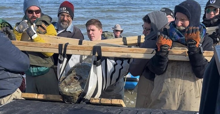 12-million-year-old whale fossil skull found in Maryland