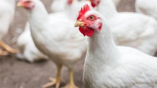 Price of broiler chicken coming down at market level
