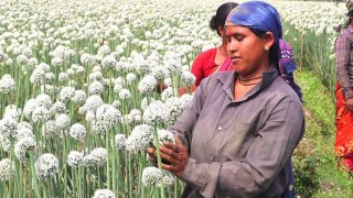 ঠাকুরগাঁওয়ে ২১ কোটি টাকার পেঁয়াজ বীজ উৎপাদনের সম্ভাবনা