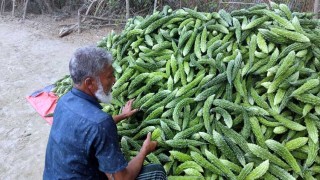 করলা-ধুন্দল চাষে শফি জমদারের দিন বদল