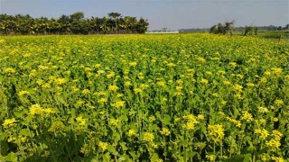 তেলের চাহিদা মেটাতে কক্সবাজারে বেড়েছে সরিষা চাষ