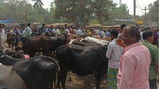 গো খাদ্যের খরচে দিশেহারা খামারিরা