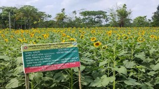 ভোলায় মাঠে মাঠে সূর্যের হাসি