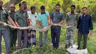 সবজি ক্ষেতে মিলল ১২ ফুট লম্বা অজগর, সুন্দরবনে অবমুক্ত