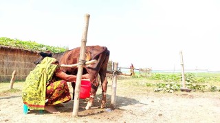 ১০ মাসের বাছুর প্রতিদিন দুধ দিচ্ছে ৩ লিটার!