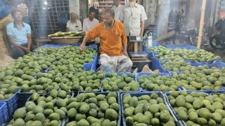 রাজশাহীর বাজারে জমে উঠেছে গোপালভোগ আমের কেনাবেচা