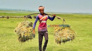 ‘গেলবার হাওর ডুবায় নিঃস্ব অইগেসলাম, এবার সোনার ধান পেলাম’