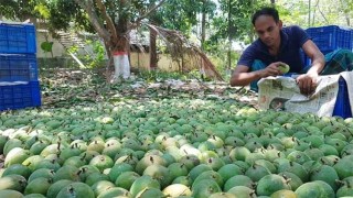 সাতক্ষীরায় আমের দাম নিয়ে হতাশ চাষি-ব্যবসায়ীরা