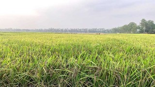 ইউটিউব দেখে ‘ব্ল্যাক রাইস’ ধান চাষে সাফল্য নাহিদের