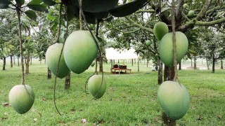 ৩০০ কোটি টাকার হাড়িভাঙা বিক্রির আশা রংপুরে