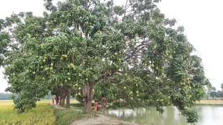 আম ক্যালেন্ডারে আর্থিক ক্ষতির দাবি সাতক্ষীরার চাষী-ব্যবসায়ীদের