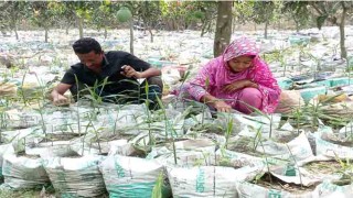 ইউটিউব দেখে বস্তায় আদা চাষ