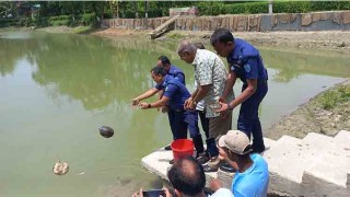 ফেনীতে ইকোপার্ক ও নদীতে অবমুক্ত উদ্ধার করা ১০৮টি সুন্দি কাছিম