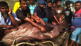 খুলনার বাজারে ২১০ কেজির কৈবল মাছ, দাম হাঁকাচ্ছে ২ লাখ