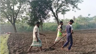 হালের গরু না থাকায় দুই শিক্ষার্থীর কাঁধে জোয়াল