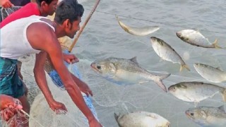 ইলিশ শিকারে ২২ দিনের সরকারি নিষেধাজ্ঞা শুরু