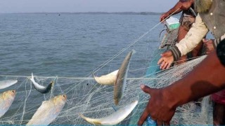 অভয়াশ্রমেও অবাধে চলছে ইলিশ শিকার