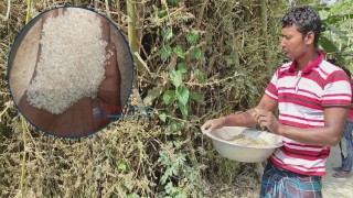 দিনাজপুরে বাঁশফুল থেকে পাওয়া যাচ্ছে চাল, রান্না হচ্ছে ভাত-পোলাও-পায়েস