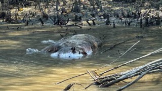 সুন্দরবনের খালে ভাসছে মরা বাঘ