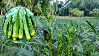 ঢেঁড়শে পোকার আক্রমণ, খরচ তোলা নিয়ে সংশয়ে কৃষকরা