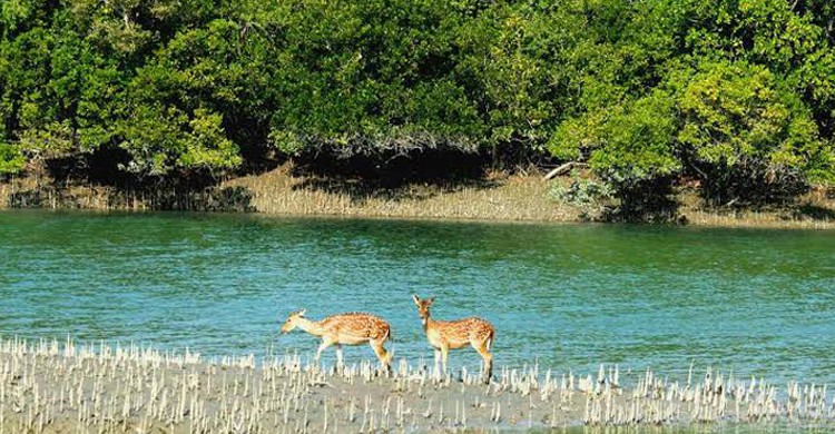 নিষেধাজ্ঞা উঠল, সুন্দরবন ভ্রমণে বাধা নেই