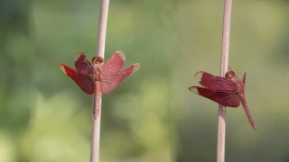 চঞ্চলা সহৃদয়া খয়েরি রাঙা ফড়িং