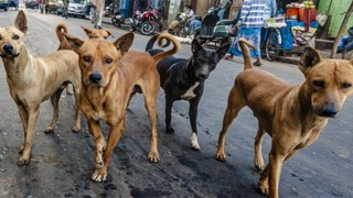 জলাতঙ্ক আতঙ্কে রাজধানীবাসী, এক বছরে হাসপাতালে ৯৪ হাজার