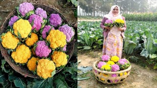 টাঙ্গাইলে জনপ্রিয় হচ্ছে রঙিন ফুলকপি, পরীক্ষামূলক চাষে কৃষকদের বাজিমাত