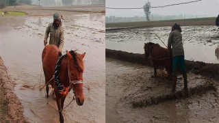 ট্রাক্টরের বদলে ঘোড়া দিয়ে জমিচাষ