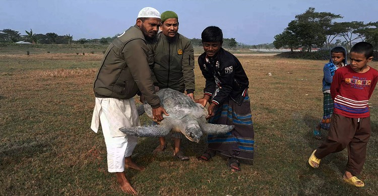 ভোলায় ৫৫ কেজি ওজনের কাছিম উদ্ধার