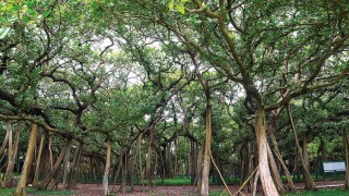 বোটানিক্যাল গার্ডেনের প্রবেশ ফি একলাফে ২০ থেকে ১০০ টাকা