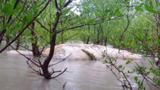 পায়রার তীরে ভাসছে মাথাবিহীন ২৫ ফুট লম্বা তিমির মরদেহ