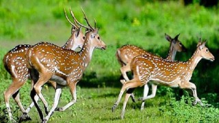 সুন্দরবন থেকে ১৩২ কেজি হরিণের মাংস উদ্ধার