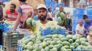 দ্বিগুণ দামে বিক্রি হচ্ছে নওগাঁর বিখ্যাত আম্রপালি