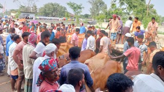 নওগাঁয় কোরবানির পশুহাটে অধিক খাজনা আদায় অর্ধ লক্ষ টাকা জরিমানা