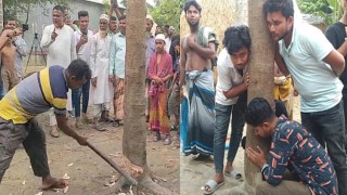 কেটে ফেলা হলো গোপালগঞ্জের সেই কথা বলা আলোচিত গাছ