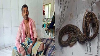 কামড় দেওয়া রাসেলস ভাইপার নিয়ে হাসপাতালে কৃষক