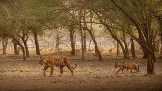 সুন্দরবনে তিন মাসের প্রবেশ নিষেধাজ্ঞা