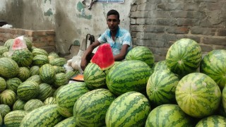 তরমুজ রাখার জায়গা পাচ্ছেন না কৃষক ও ব্যবসায়ীরা, ব্যাপক দরপতন