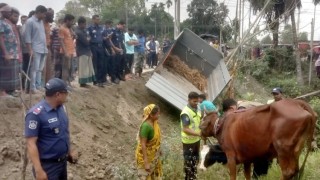 কৌশল পাল্টিয়েও রক্ষা পেল না চোরচক্র, পুলিশের হাতে গরুসহ আটক ২