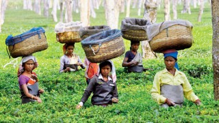 রপ্তানিকারক বাংলাদেশ এখন চায়ের বড় আমদানিকারক