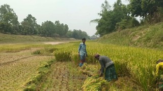 পানি শুন্য ছোটযমুনা নদীর বুকে ধান চাষ!