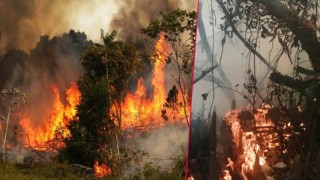 সুন্দরবনের গহীনে ভয়াবহ আগুন, ছড়িয়েছে দুই কিলোমিটার এলাকাজুড়ে