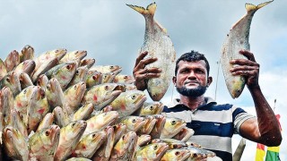 ২৪২০ টনের বিপরীতে ভারতে গেল মাত্র ৫৩৩ মেট্রিক টন ইলিশ