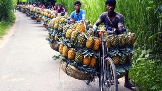 মধুপুরের আনারস জিআই পণ্যের স্বীকৃতি পেল