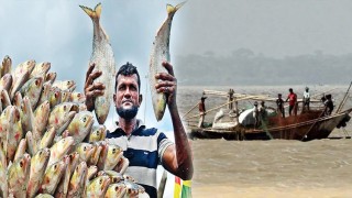 ১৩ অক্টোবর থেকে ইলিশ ধরা-বিক্রি নিষিদ্ধ