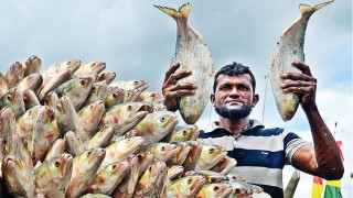 দুর্গাপূজায় ইলিশ পাঠাতে বাংলাদেশের কাছে ভারতের আবদার