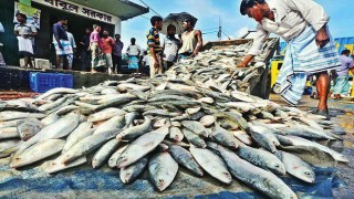 দুর্গাপূজায় ভারতে যাচ্ছে ৩ হাজার টন ইলিশ