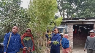 এক বছর ধরে গাঁজার গাছ রোপণ করে পরিচর্যা, অতঃপর আটক